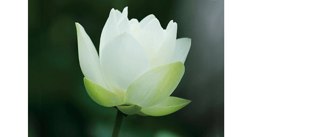 蓮 の 花 画像詳細 8位