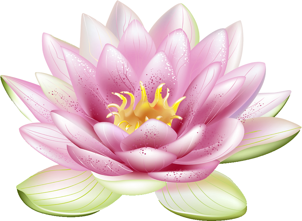 蓮 の 花 画像詳細 9位