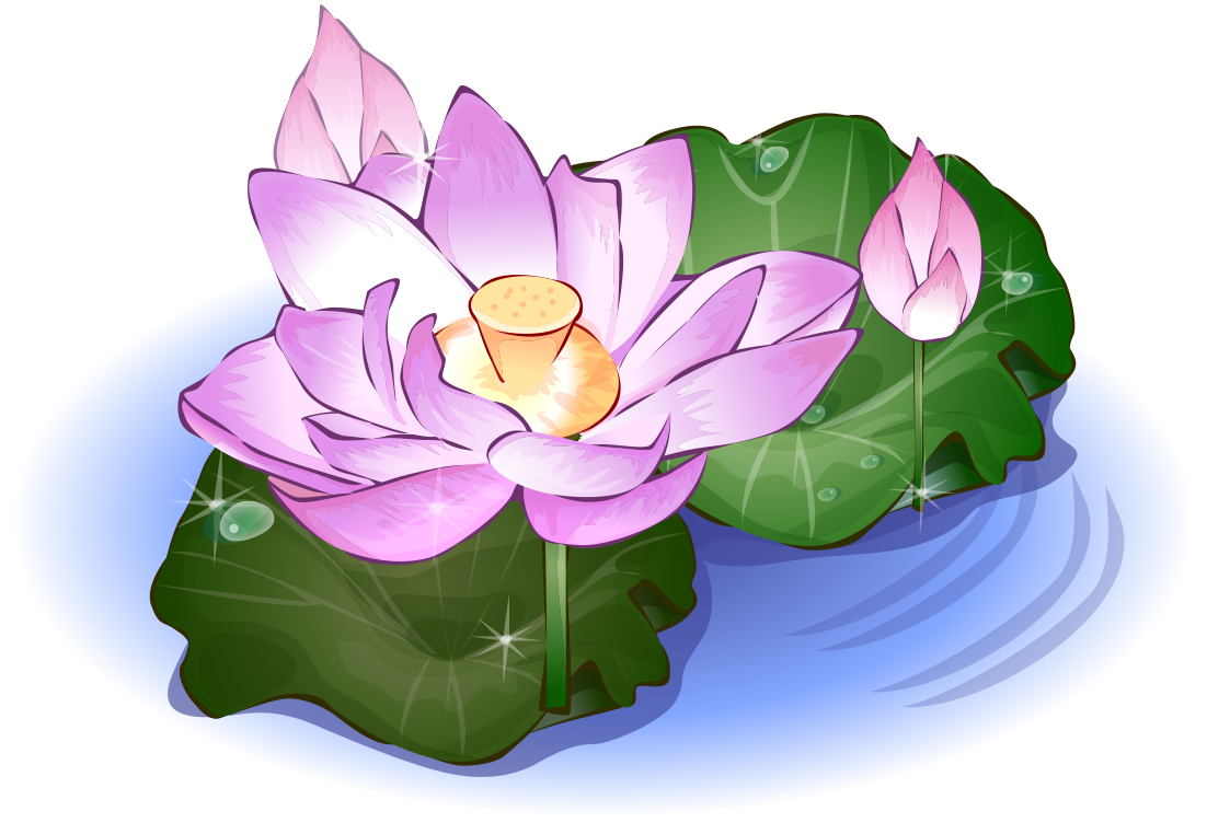 蓮 の 花 画像詳細 10位