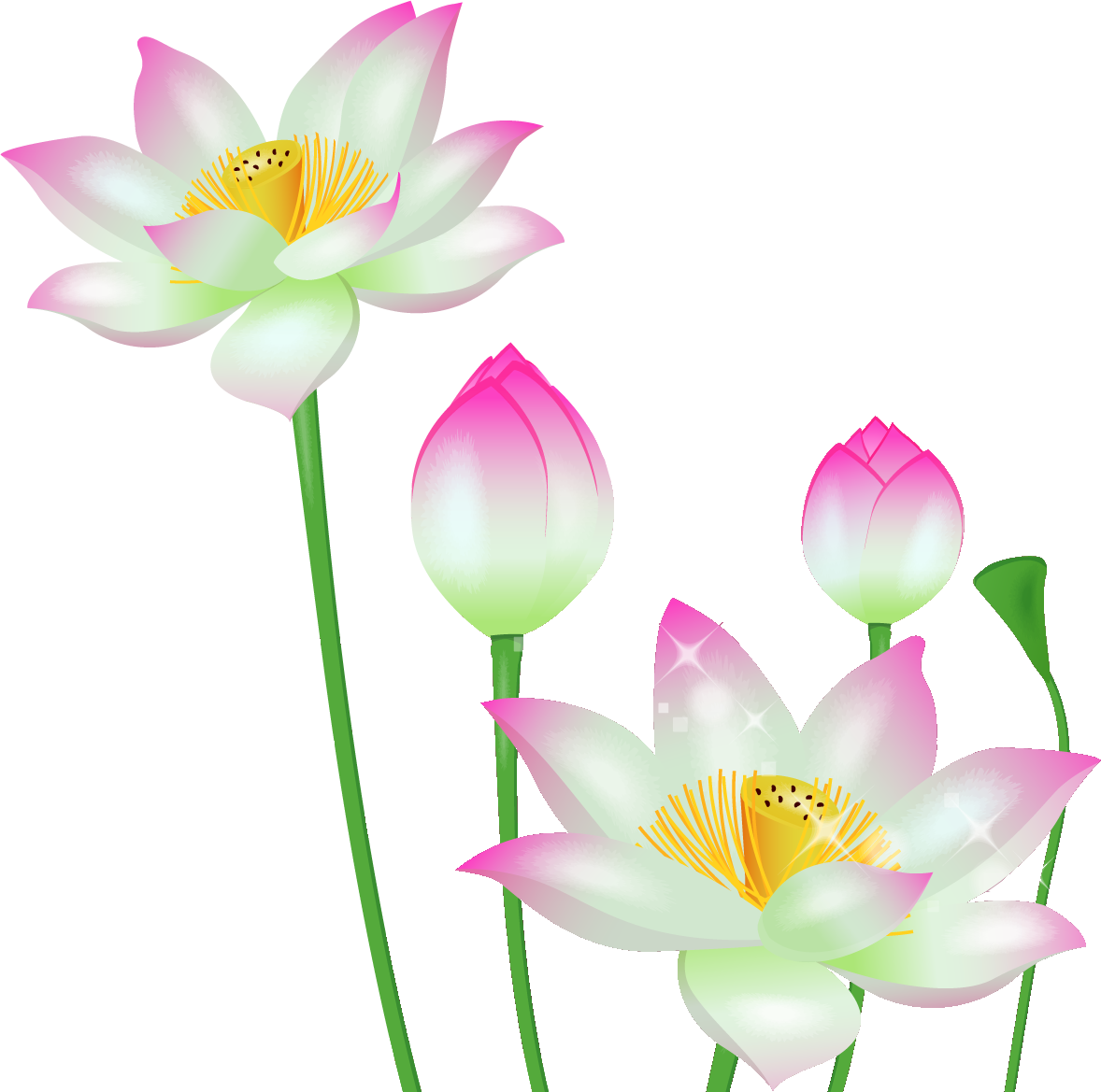 蓮 の 花 画像詳細 5位