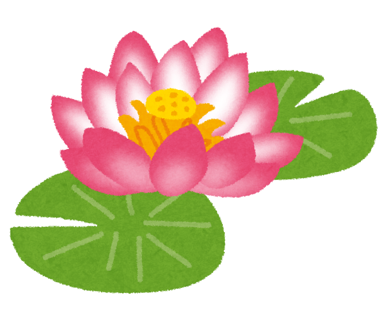 蓮 の 花 画像詳細 6位