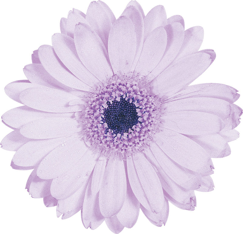 薄紫 の 花 - KibrisPDR
