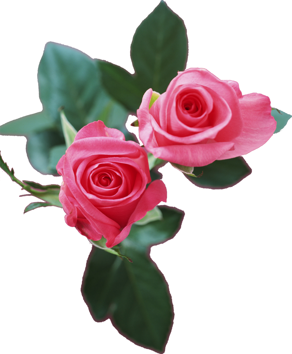 薔薇 フリー 素材詳細 2位