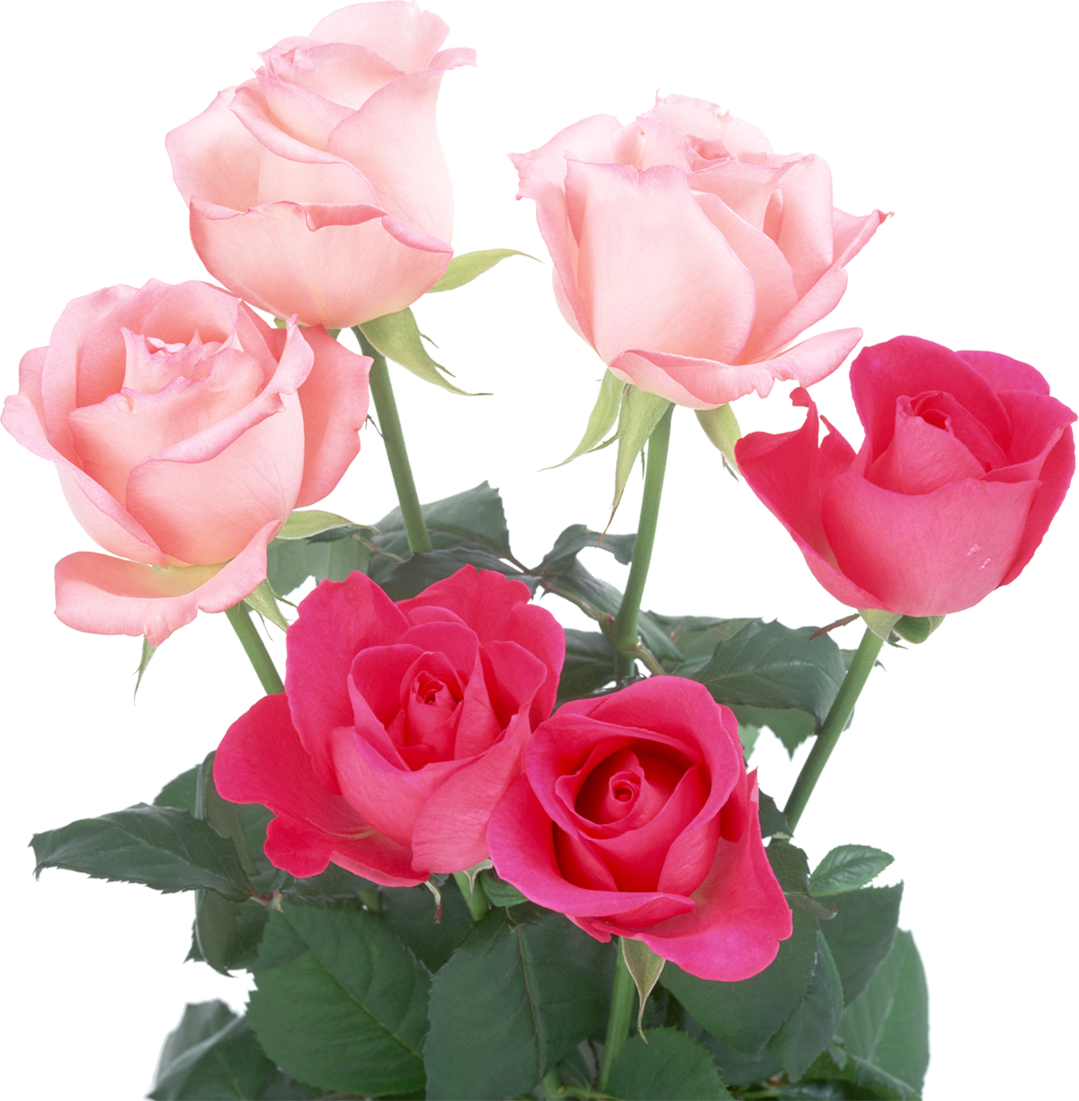 薔薇 フリー 素材詳細 3位