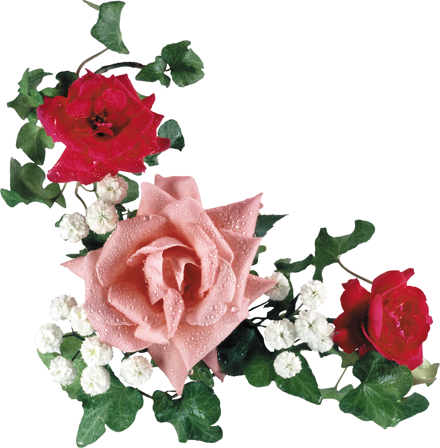 薔薇 フリー 素材詳細 4位