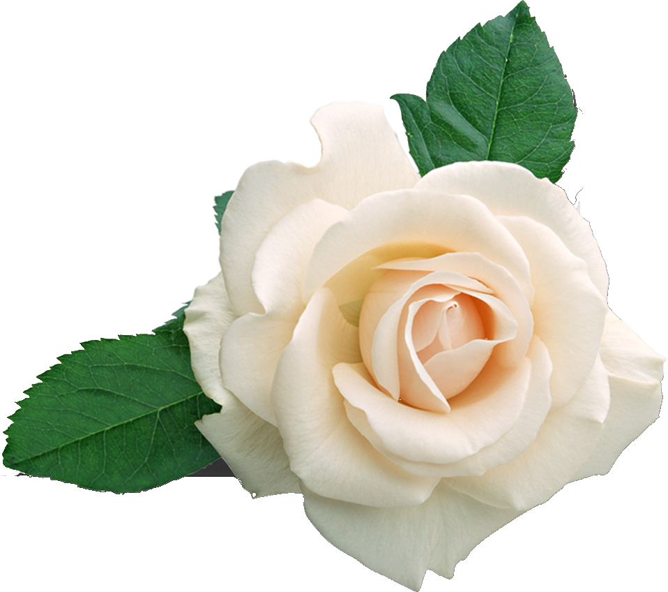 薔薇 フリー 素材詳細 5位