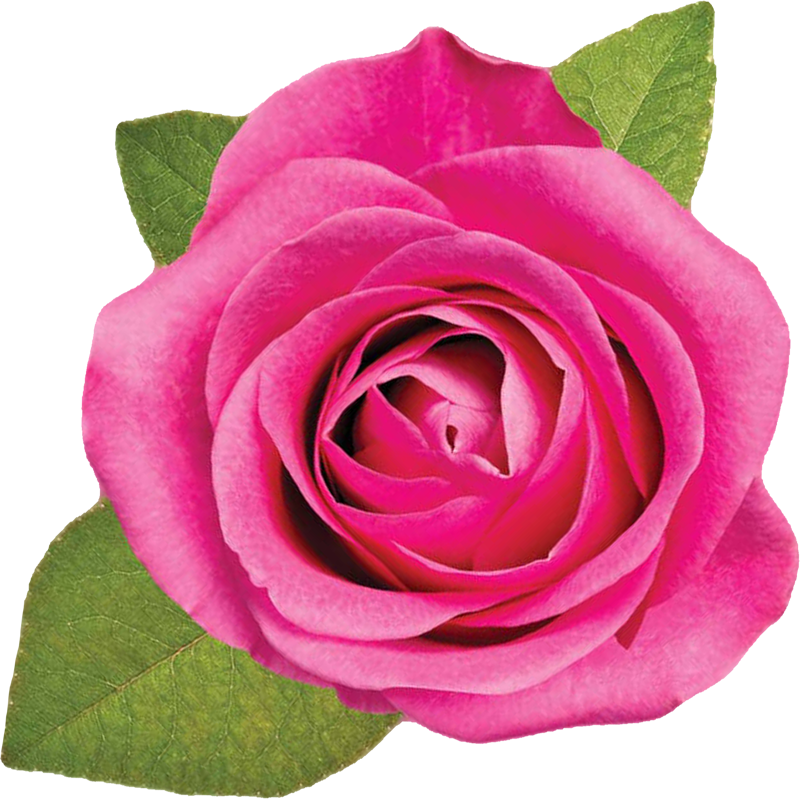 薔薇 フリー 素材詳細 7位