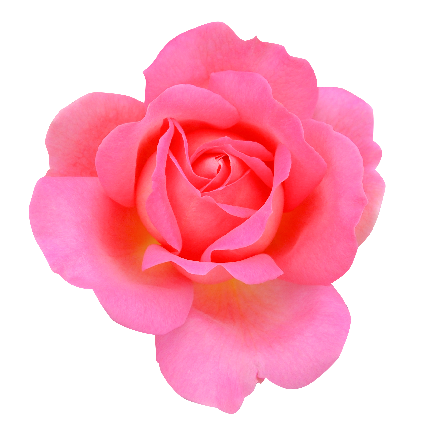 薔薇 フリー 素材詳細 8位