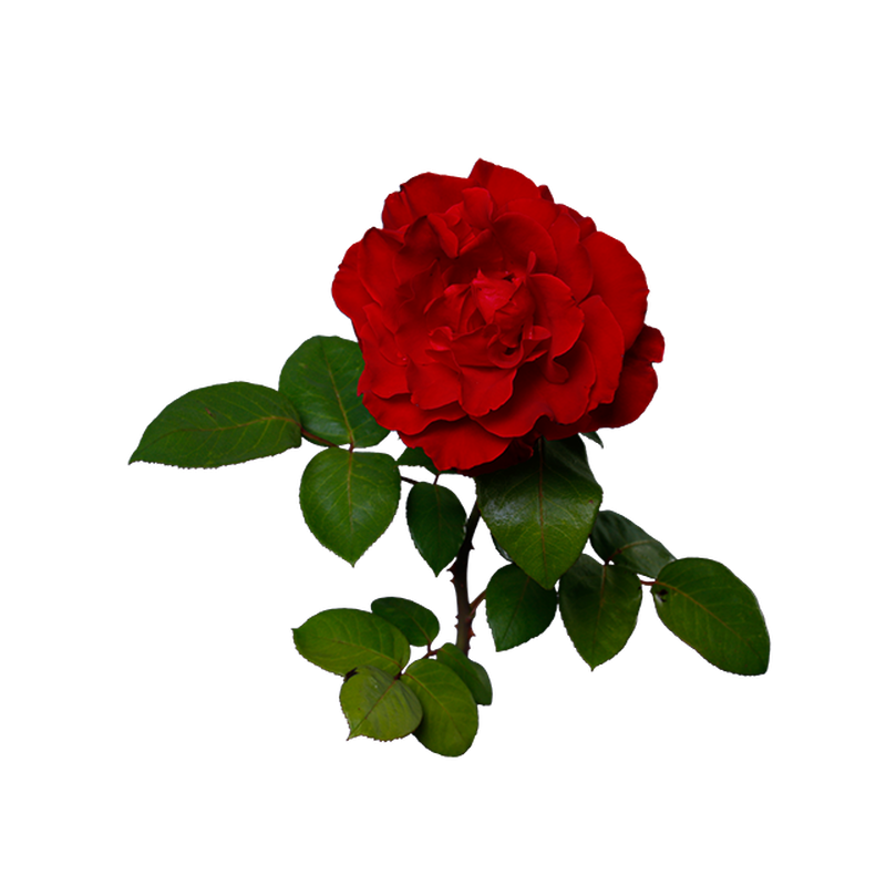 薔薇 フリー 素材 透過 - KibrisPDR