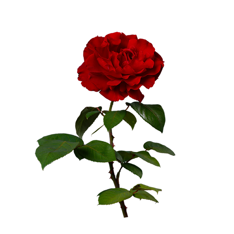 薔薇 フリー 素材 透過詳細 2位
