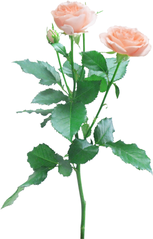 薔薇 フリー 素材 透過詳細 13位