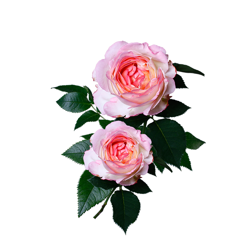 薔薇 フリー 素材 透過詳細 3位