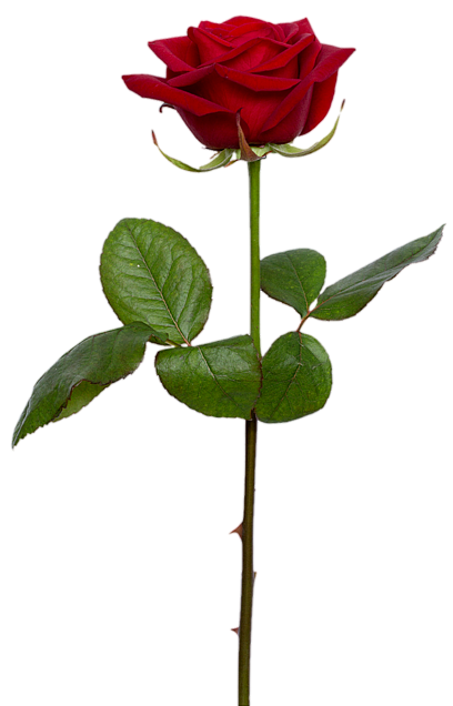 薔薇 フリー 素材 透過詳細 4位