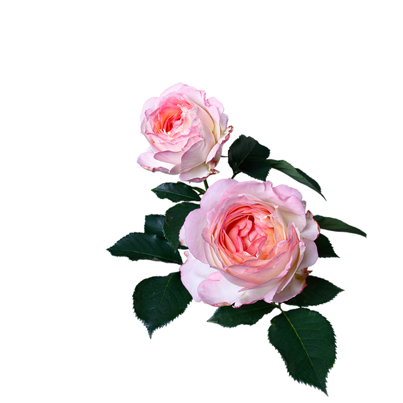薔薇 フリー 素材 透過詳細 5位