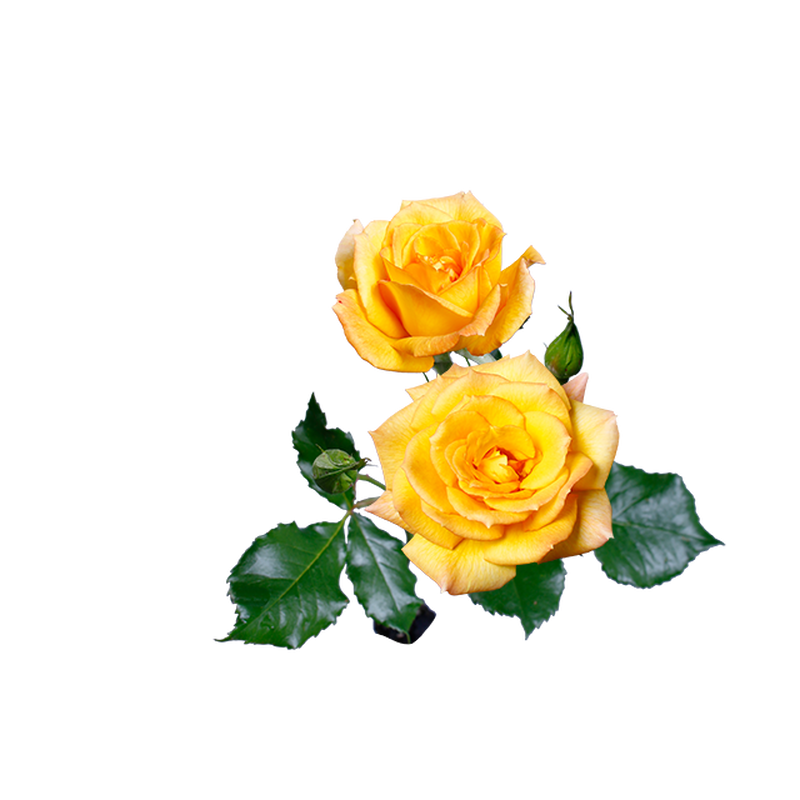 薔薇 フリー 素材 透過詳細 6位