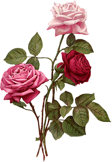 薔薇 フリー 素材 透過詳細 8位