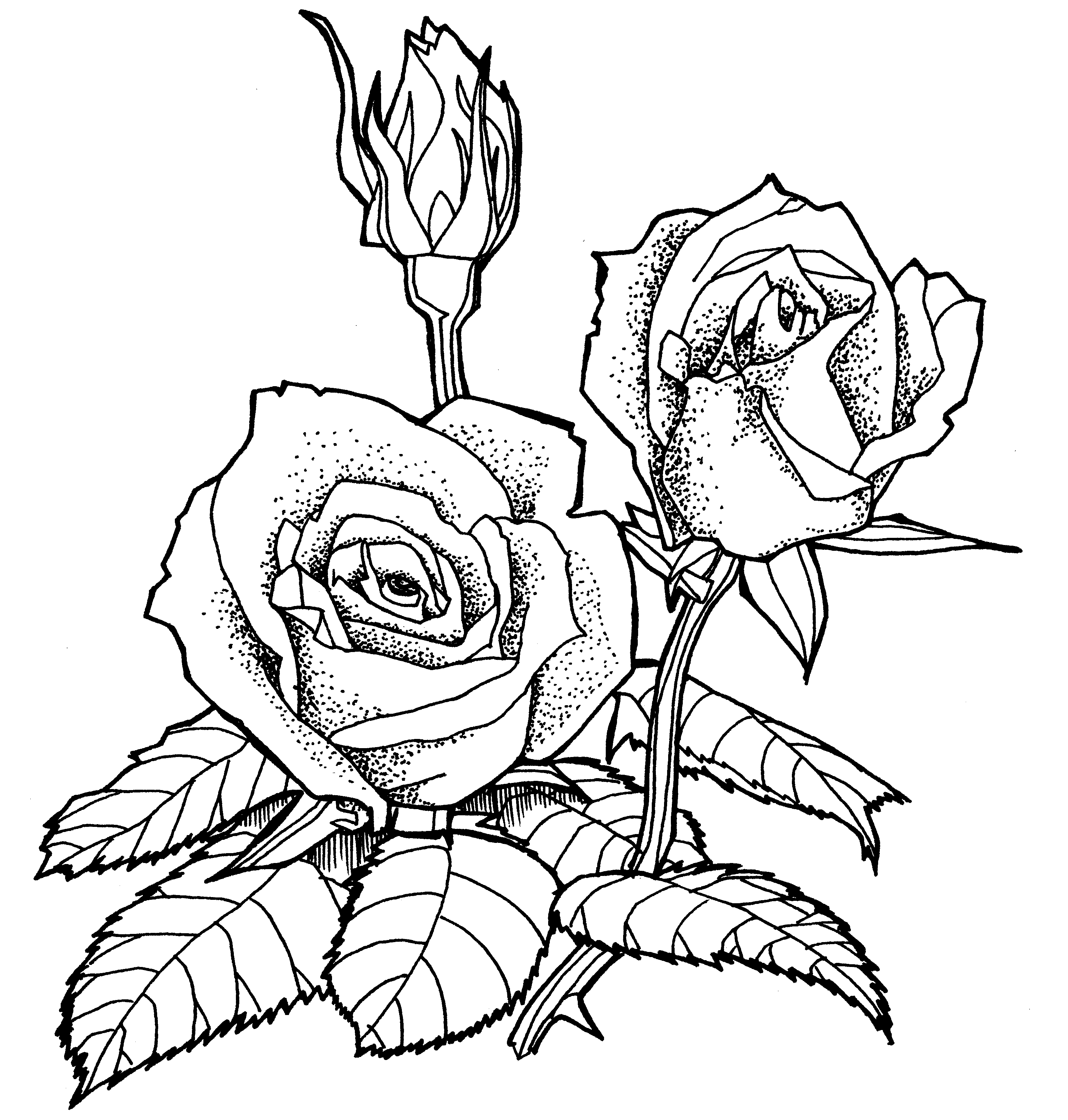 薔薇 線画詳細 6位