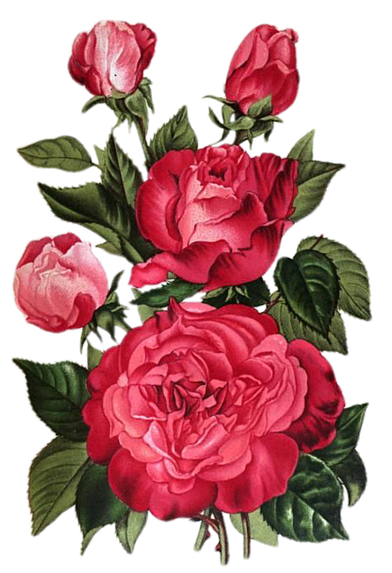 薔薇 背景 透過詳細 2位
