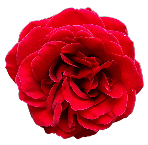 薔薇 背景 透過詳細 12位