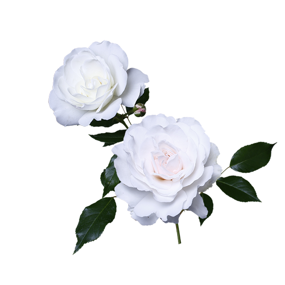 薔薇 背景 透過詳細 14位