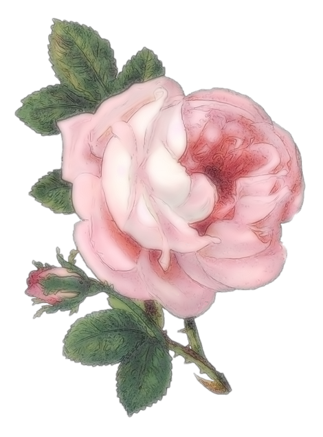 薔薇 背景 透過詳細 15位