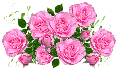 薔薇 背景 透過詳細 3位