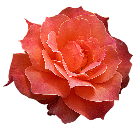 薔薇 背景 透過詳細 9位