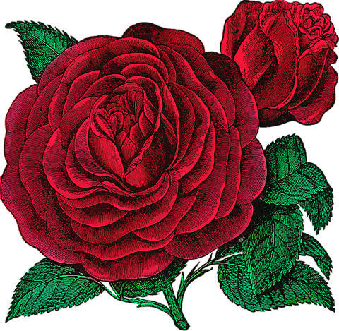 薔薇 背景 透過詳細 10位