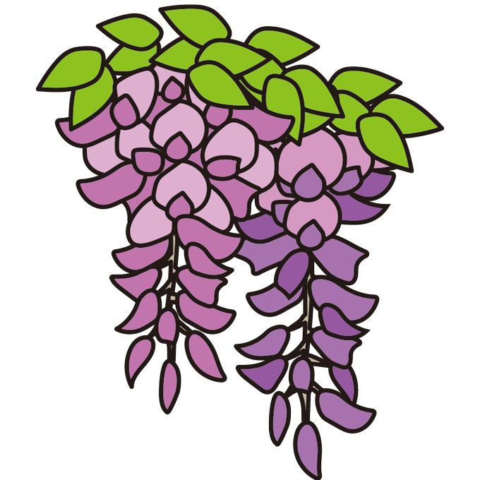 藤 の 花 イラスト 簡単詳細 4位