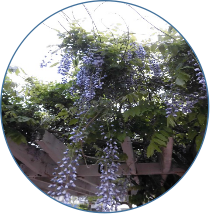 藤 の 花 写真詳細 6位