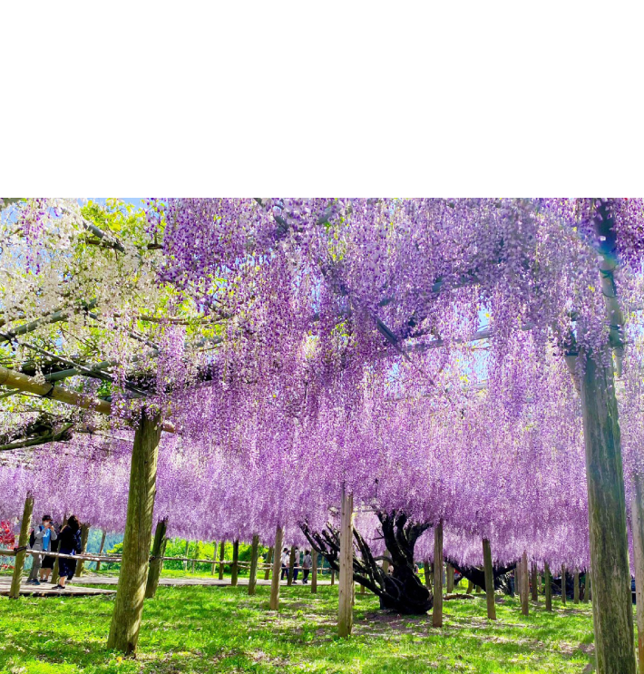 藤 の 花 写真詳細 2位