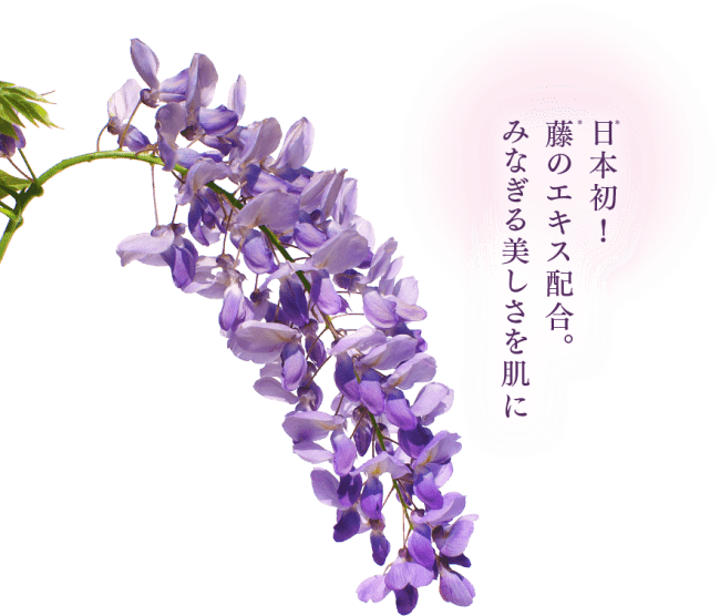 藤 の 花 写真詳細 4位