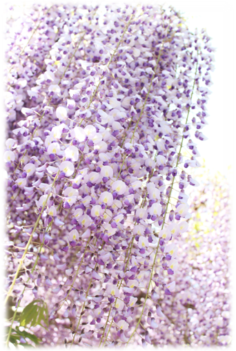 藤 の 花 写真詳細 5位