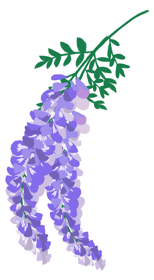 藤 の 花 画像詳細 4位