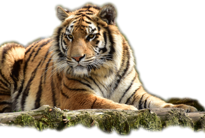 虎 の 画像 - KibrisPDR