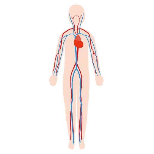 血管 イラスト詳細 7位
