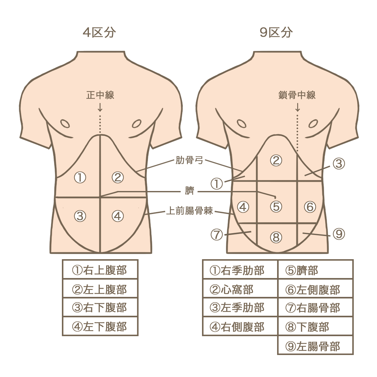 解剖 図 イラスト詳細 9位