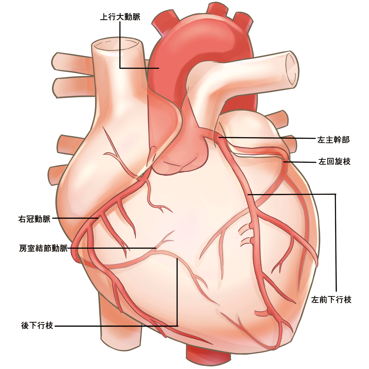 解剖 図 イラスト詳細 11位