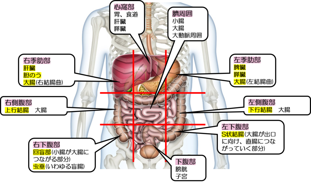 解剖 図 イラスト詳細 7位