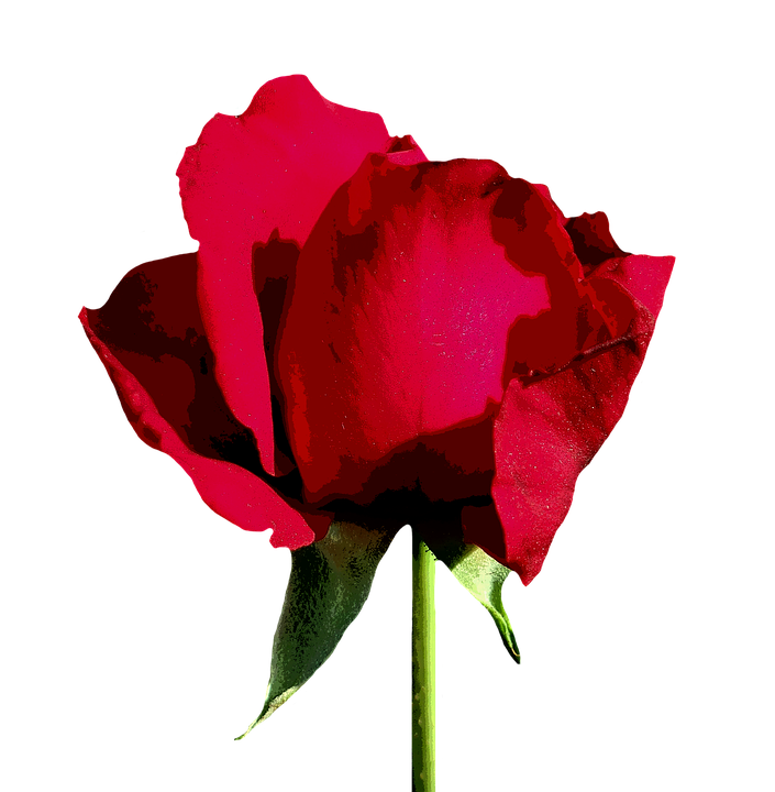 赤い 薔薇 壁紙詳細 2位