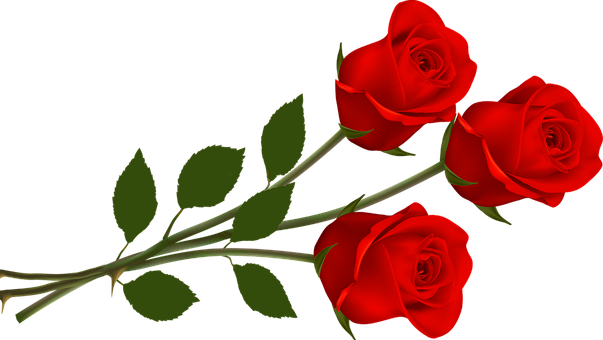赤い 薔薇 壁紙詳細 13位