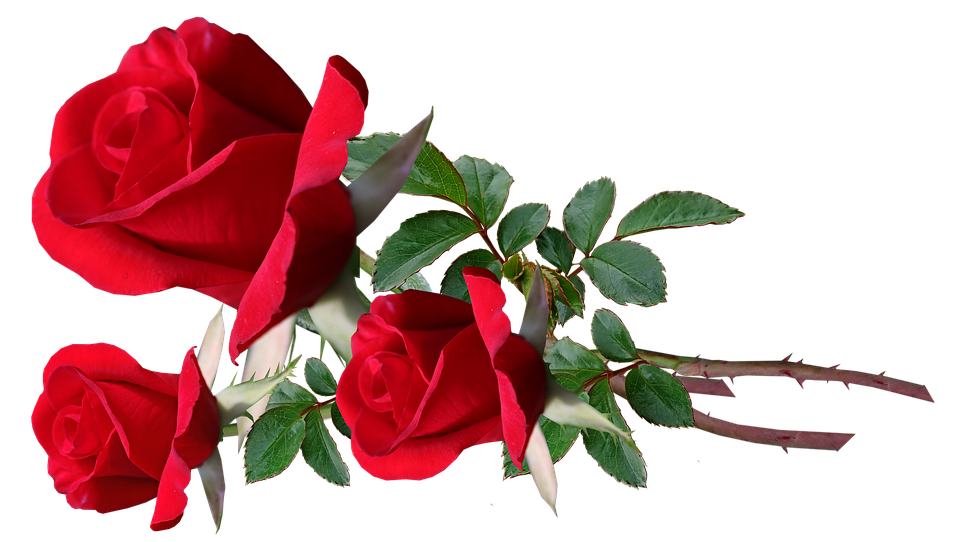 赤い 薔薇 壁紙詳細 3位