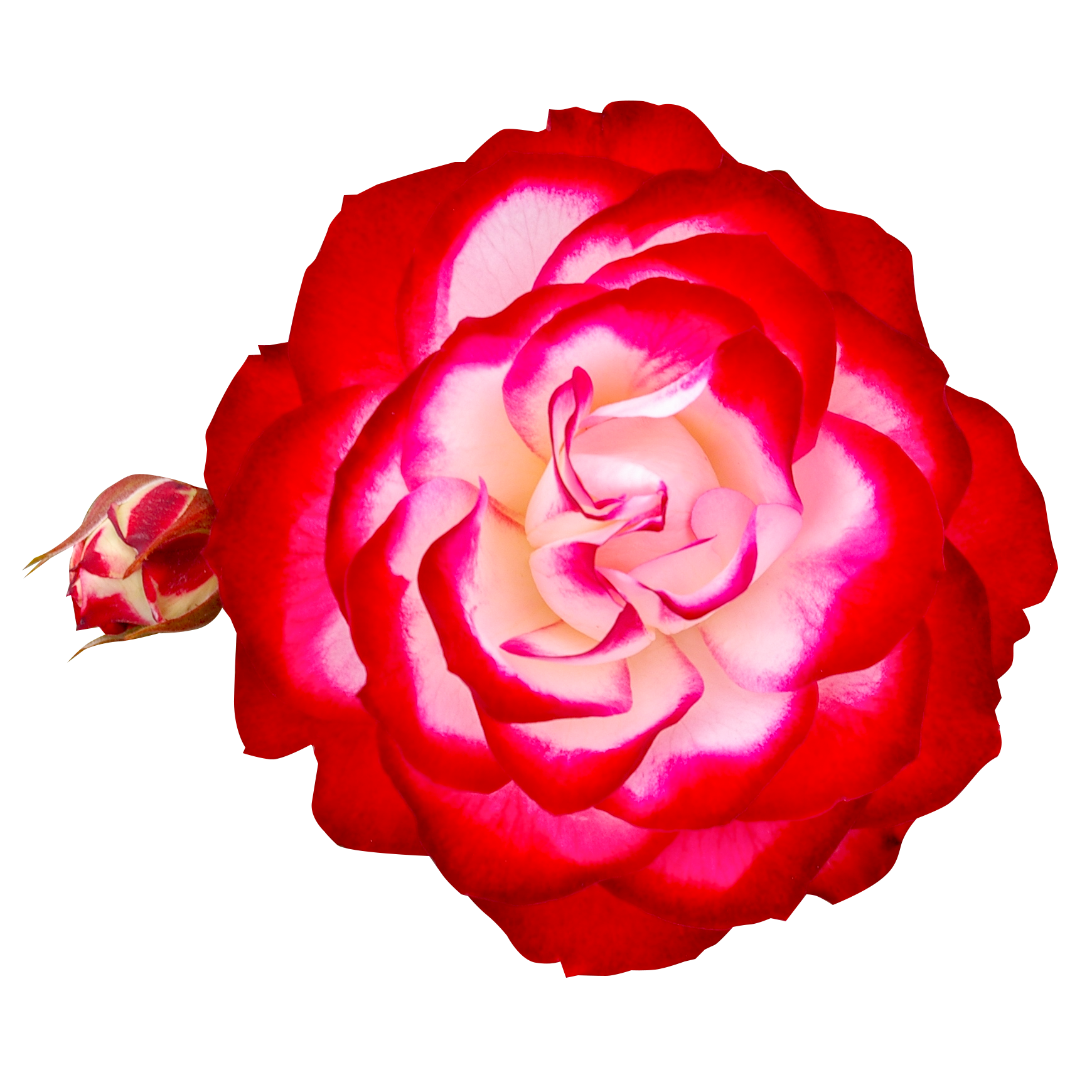 赤い 薔薇 壁紙詳細 6位
