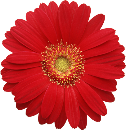 赤色 の 花詳細 2位