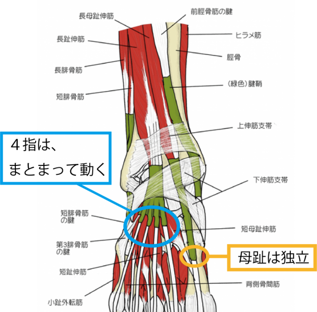 足 の 筋肉 イラスト - KibrisPDR