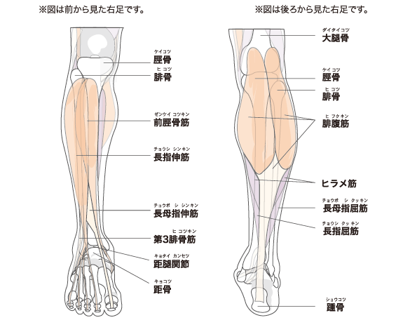足 の 筋肉 イラスト詳細 2位