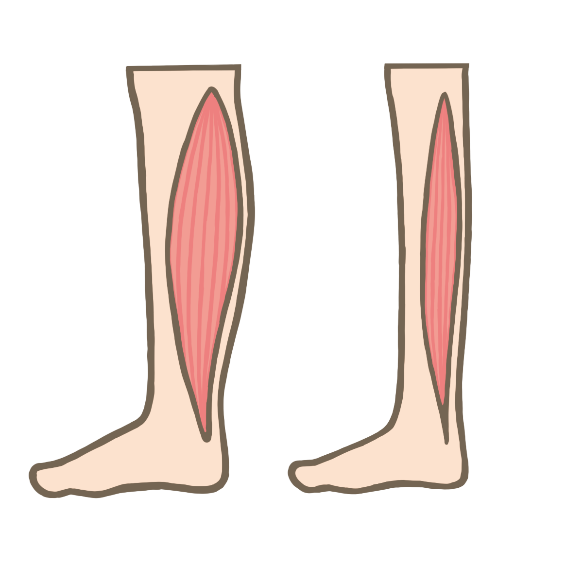 足 の 筋肉 イラスト詳細 4位