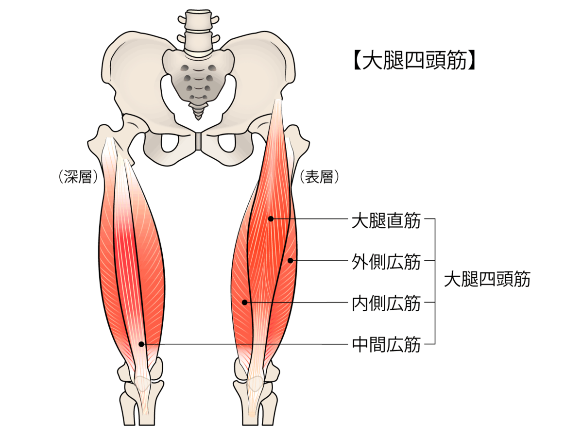 足 の 筋肉 イラスト詳細 5位