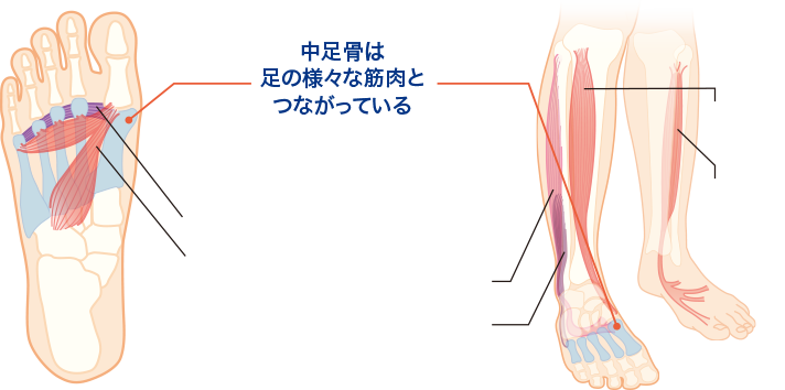 足 筋肉 イラスト詳細 6位