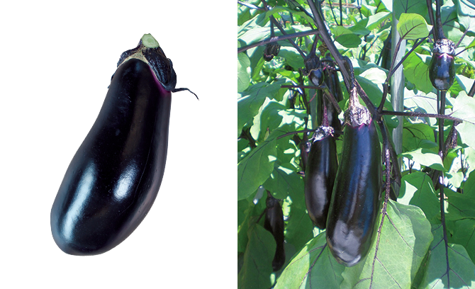 野菜 写真詳細 8位